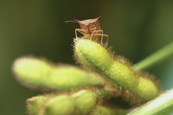 Brown stink bug on a soybean comb - Photo, Image