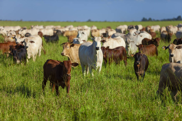 a nellore-i tehenek csordája a bonsmara borjaikkal - Fotó, kép