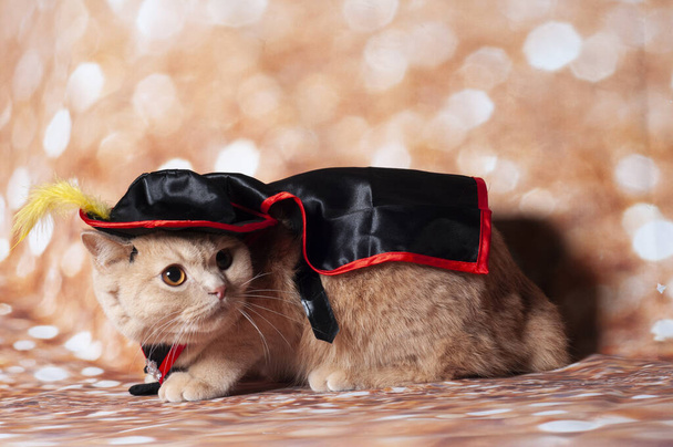 Altın arka planda ve şapkada Zorro maskeli kedi - Fotoğraf, Görsel