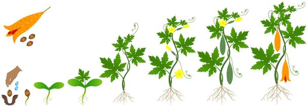 Cycle of growth of momordica charantia bitter melon plant on a white background. - Vector, Image