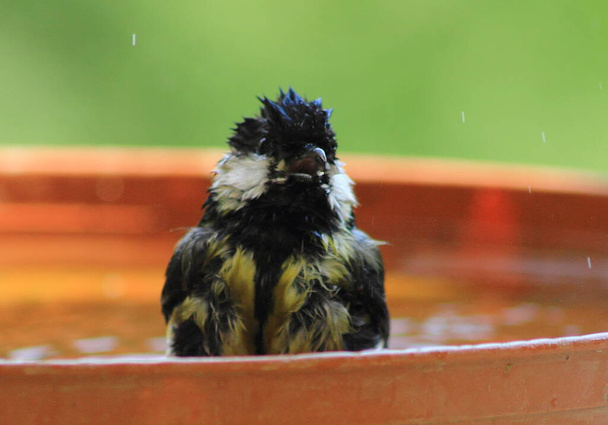 Small bird washing in a pot saucer full of  water in Hungary. - Photo, Image