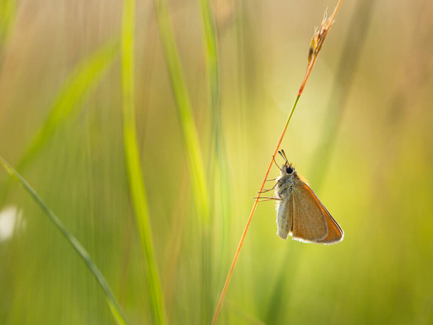 Essex skipper (Thymelicus lineola) butterfly on grass in meadow, summer sunny day - Photo, Image
