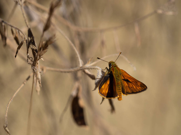 乾燥した植物の上に座っている大きなスキッパーの男性(Ochlodes sylvanus)蝶 - 写真・画像