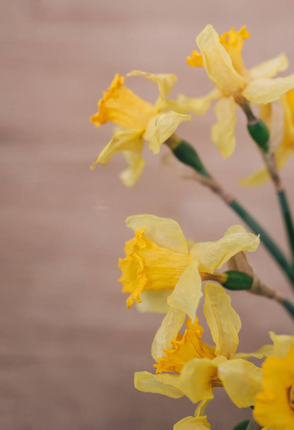 Κοντινό πλάνο των λουλουδιών του Νάρκισσου. Ο Νάρκισσος έχει ευδιάκριτα λουλούδια με έξι τετράποδα που μοιάζουν με πέταλα που ξεπερνιούνται από ένα στεφάνι σε σχήμα κυπέλλου ή τρομπέτας.. - Φωτογραφία, εικόνα