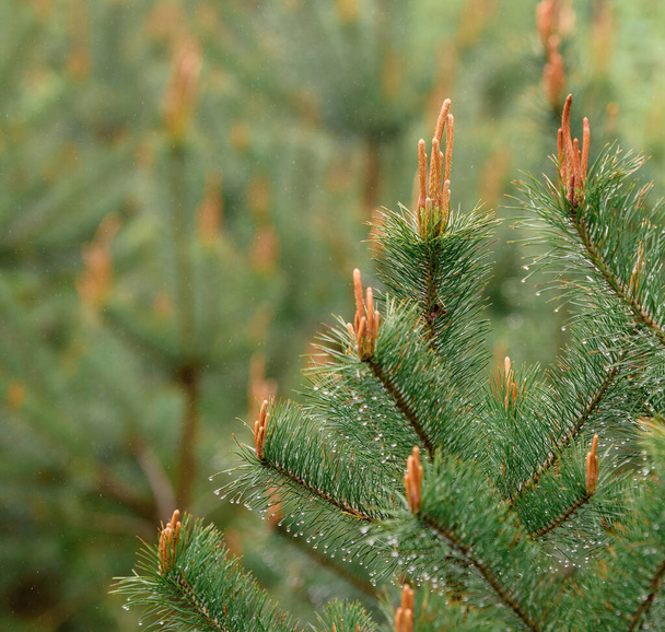 Young Pine shoots on tops of pine branches. Nature concept for design. - Photo, Image