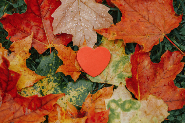 Красное маленькое пена сердце лежит на земле осенью кленовые листья. Концепция любви, дружбы, семьи в осенний сезон. Вид сверху сверху. С праздником!
. - Фото, изображение
