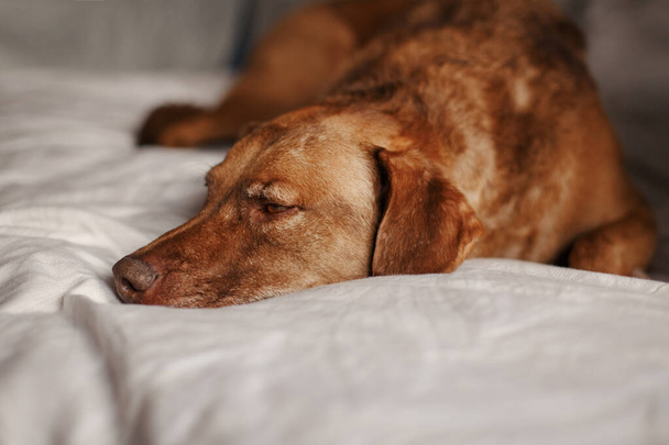 Closeup face of beautiful sad upset red-haired pet dog lying on bed at home. Lonely domestic animal puppy dog in bedroom waiting for owner master.  - Photo, image