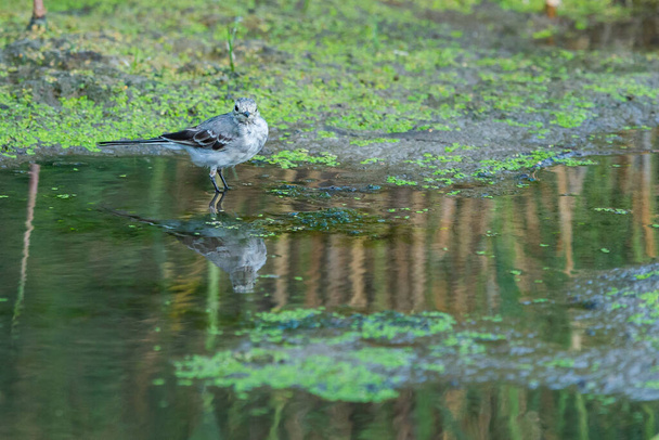 White Wagtail or Motacilla alba. Wagtails is a genus of songbirds. Wagtail is one of the most useful birds. It kills mosquitoes and flies, which deftly chases in the air. - Photo, Image