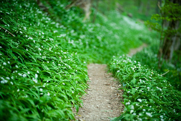 Frühling im europäischen Wald. Allium ursinum, bekannt als Bärlauch, Bärlauch, Bärlauch, Bärlauch, Bärlauch, Bärlauch oder Bärlauch. - Foto, Bild