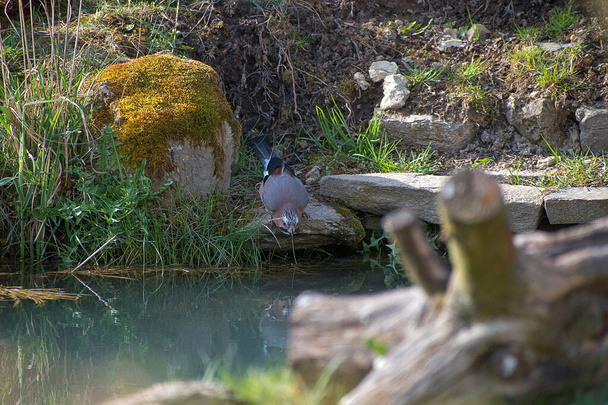 Garrulus glandarius. Джей - птах середнього розміру. Джей в саду біля ставка п'є. Колір пір "я. - Фото, зображення