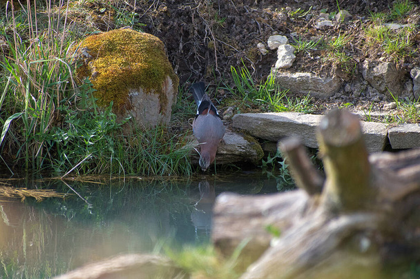 Garrulus glandarius. Eichelhäher ist ein mittelgroßer Vogel. Eichelhäher im Garten am Teich trinkt. Bunte Federfärbung - Foto, Bild