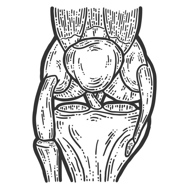 Anatomia. Estrutura joelho raster sketch raspadinha imitação
. - Foto, Imagem