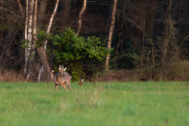 警告若いroebuckと森の牧草地でウサギ. - 写真・画像