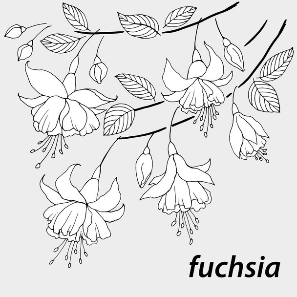grafische tekening van bloemen en takken van fuchsia, vectorillustratie, isoleren op grijze achtergrond - Vector, afbeelding