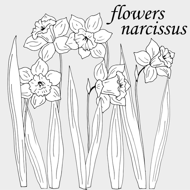 λουλούδια νάρκισσος, γραφικό σχέδιο, διανυσματική απεικόνιση, απομονώσει σε γκρι φόντο - Διάνυσμα, εικόνα