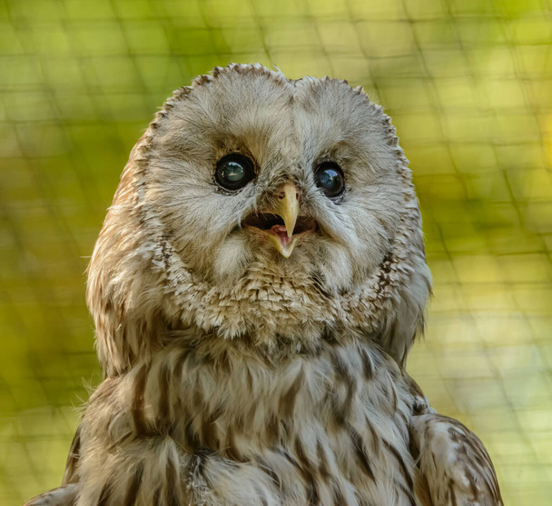 Портрет совы (стрикс), выглядящий удивленным в зоопарке
 - Фото, изображение
