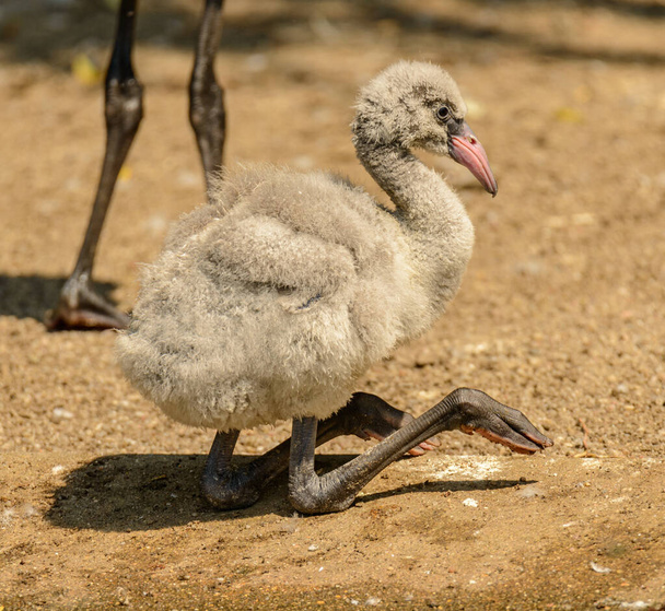 flamingo chick zitten op de grond in de dierentuin - Foto, afbeelding