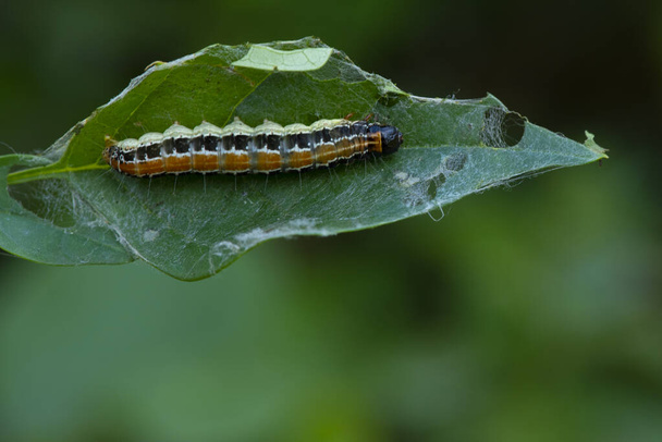 A caterpillar lying on a branch - Photo, Image