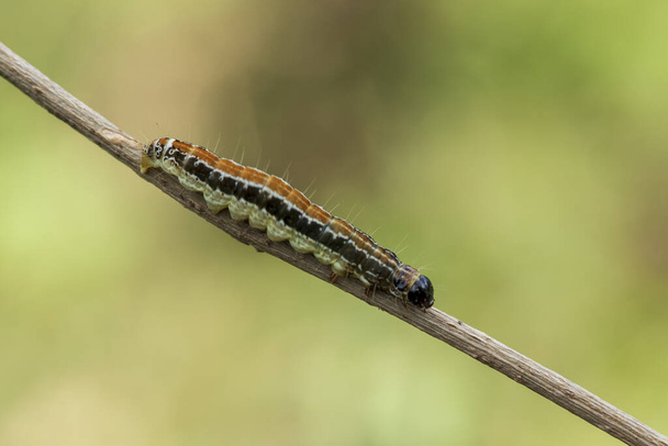 Uma lagarta deitada num ramo
 - Foto, Imagem