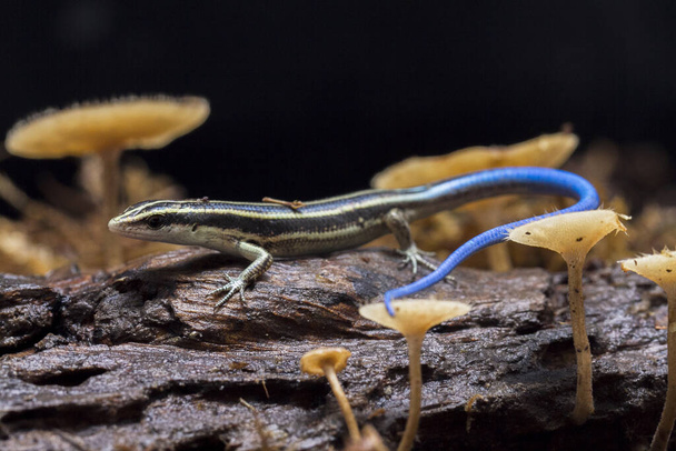 Emoia caeruleocauda, (Blue tailed skink) commonly known as the Pacific bluetail skink, is a species of lizard in the family Scincidae. - Photo, Image
