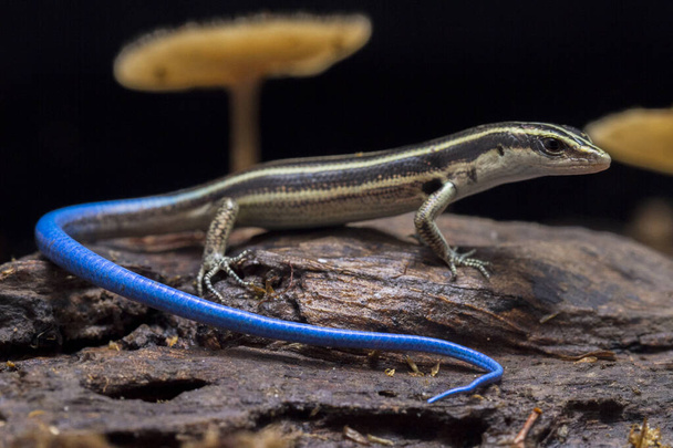 Emoia caeruleocauda, (Blue tailed skink) commonly known as the Pacific bluetail skink, is a species of lizard in the family Scincidae. - Photo, Image