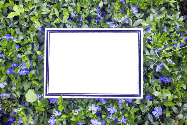 Couverture de feuilles et fleurs violettes vinca avec une plaque blanche vide avec un motif géométrique
 - Photo, image