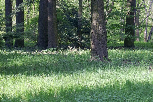 Mixed forest with high green grass, which is illuminated by the sun's rays - Foto, Imagen