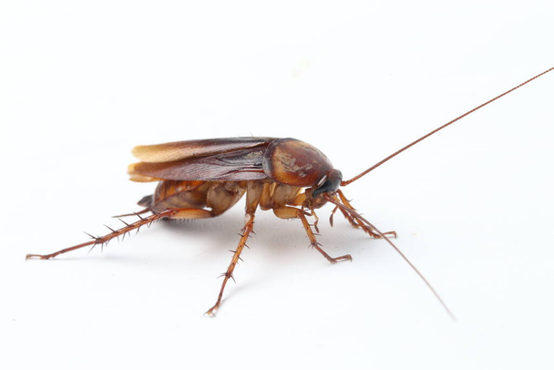 De kakkerlak geïsoleerd op de witte achtergrond. - Foto, afbeelding