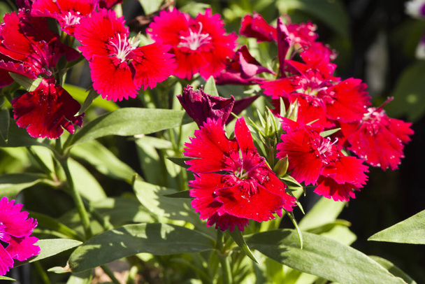 Resim, karanfil çiçeği kırmızı, rengarenk güzel bir bahçe. - Fotoğraf, Görsel