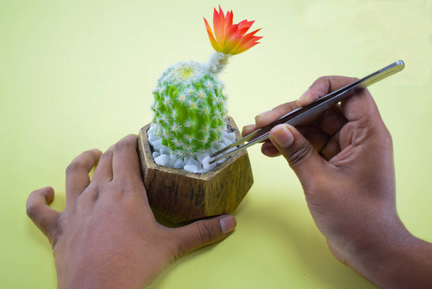 Une personne tirant une pierre blanche avec une pince à épiler d'un pot miniature d'arbre vert frais
 - Photo, image