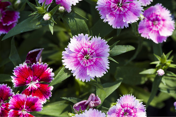 Immagine, fiore di dianthus Rosa porpora, colorato bello in giardino
 - Foto, immagini