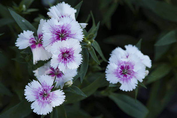 Resim, dianthus çiçeği Mor-beyaz, rengarenk güzel bahçe - Fotoğraf, Görsel