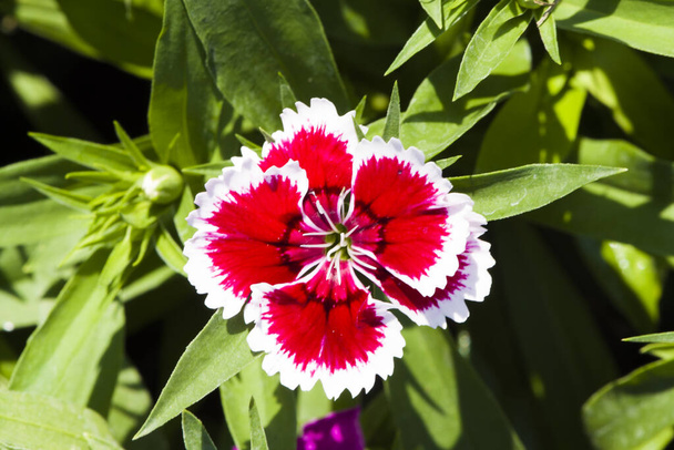 Картина, цветок Дианы Красно-белый, красочный красивый в саду
 - Фото, изображение