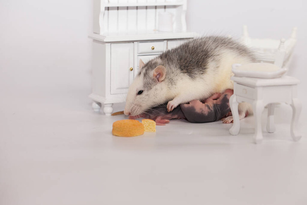 Rat and cheese. white lab rat in a doll room - Φωτογραφία, εικόνα