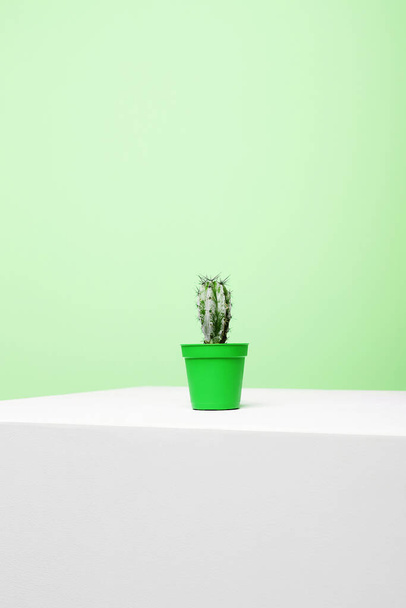 абстрактный натюрморт. Кактус на белом кубе на зеленом фоне. плакат минимализма
 - Фото, изображение