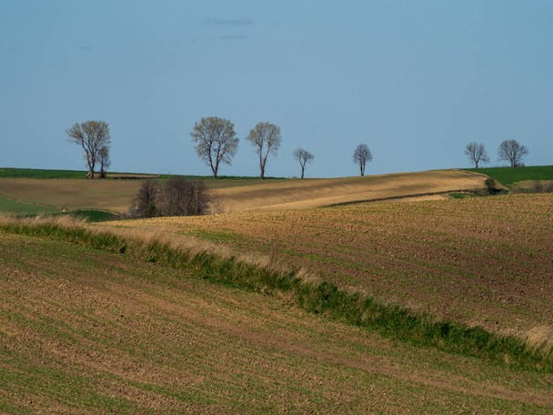 Kırsal baharda sürülen tarlaların manzarası. Yeşil çimenler ve ağaçlar. Ponidzie. Polonya - Fotoğraf, Görsel