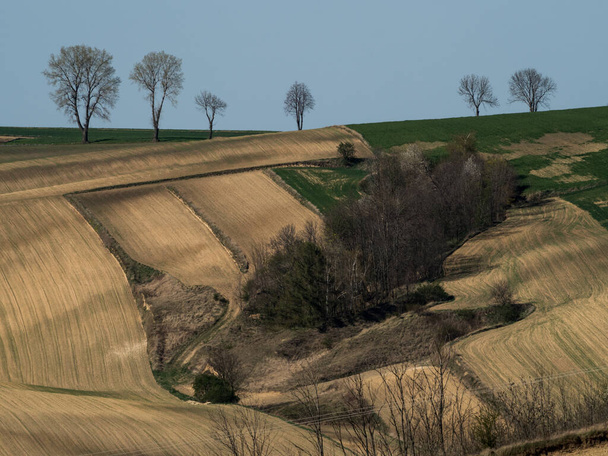 Krajina jarní krajiny oraných polí. Zelená tráva a stromy. Ponidzie. Polsko - Fotografie, Obrázek