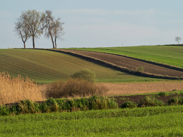 Paysage paysager printanier de champs labourés. Herbe verte et arbres. Ponidzie. Pologne
 - Photo, image