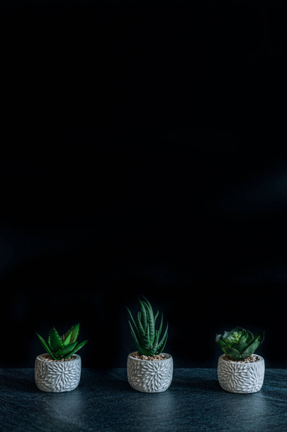 Háromféle Echeveria Succulent egy edényben, fekete pala háttér. Elrendezés. A szöveg háttere. Menü háttér. - Fotó, kép