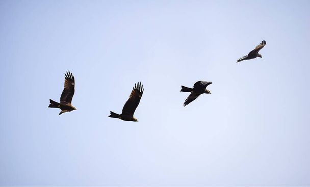 Cerf-volant noir indien volant sur le ciel à la recherche de nourriture dans le midi le sud dans le temps hivernal. JAN 2020. Inde
. - Photo, image