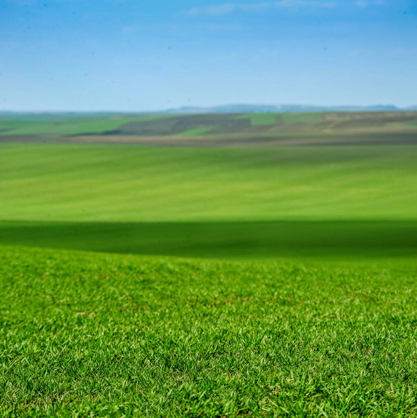 зелене пшеничне поле, передній план, аграрні землі, розмитий фон
 - Фото, зображення