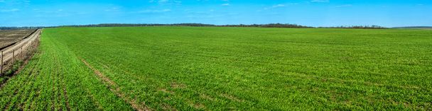 зеленая озимая пшеница поле, передний план, аграрная земля, размытый фон
 - Фото, изображение