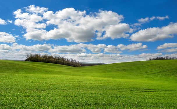 Gros plan du champ de blé d'hiver à Hills et ciel nuageux fantastique
 - Photo, image