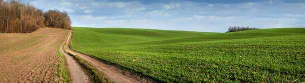 jarní krajina, zelená pole na zimních pšeničných kopcích, polní cesta u lesa a zatažená obloha - Fotografie, Obrázek