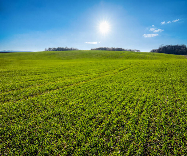 lignes de champs avec du blé d'hiver en terrain vallonné au printemps avec des rayons directs du soleil et ciel nuageux
 - Photo, image