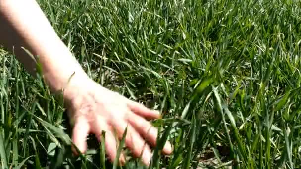 Vrouw hand aanraken, strelen en strelen lang groen gras op het veld. Landbouw natuur achtergrond. Close-up. - Video