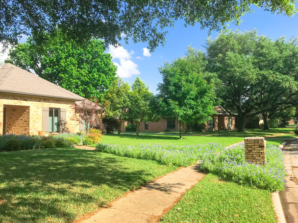 Farbenfroher Bürgersteig mit blühenden Blauregen-Wildblumen in einem Wohnviertel in Dallas, Texas, USA - Foto, Bild