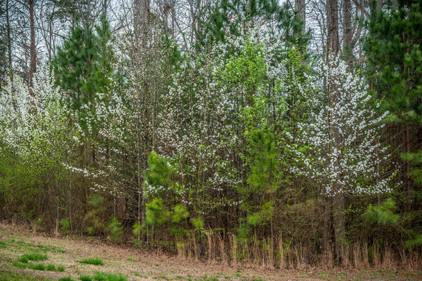 Fehér virágzó fák halmaza keveredik más fák között, melyek kora tavasszal bimbóznak a környező magas füvekkel, borús égbolttal. - Fotó, kép