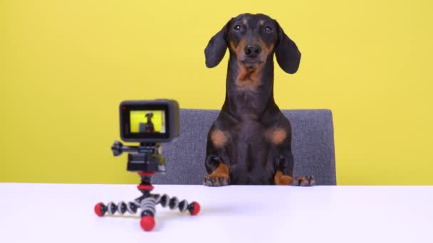 有名な従順なダックスフンドブロガーの樹皮とテーブルに座って、黄色の背景、フロントビュー上のアクションカメラで犬のためのビデオブログを撮影します。ペットのインタビューや速報ニュース. - 映像、動画