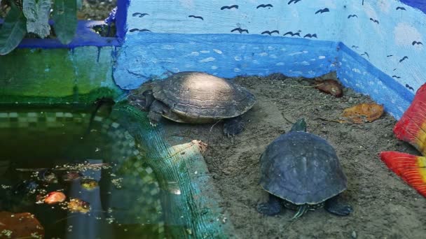 zbliżenie dwa żółwie wodne odpocząć w pobliżu zielony ręcznie basen - Materiał filmowy, wideo